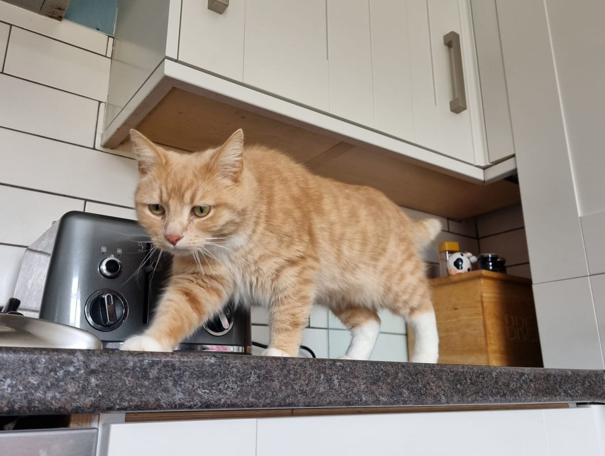 Just been to neighbours house and had little walk about on their kitchen bench, mammy and daddy don’t let me on bench at home, but this kind neighbour didn’t mind, she even sent photo to purrents to show 😻🧡 #CatsOfX #adoptdontshop  #rescuecat #catlovers  #caturday