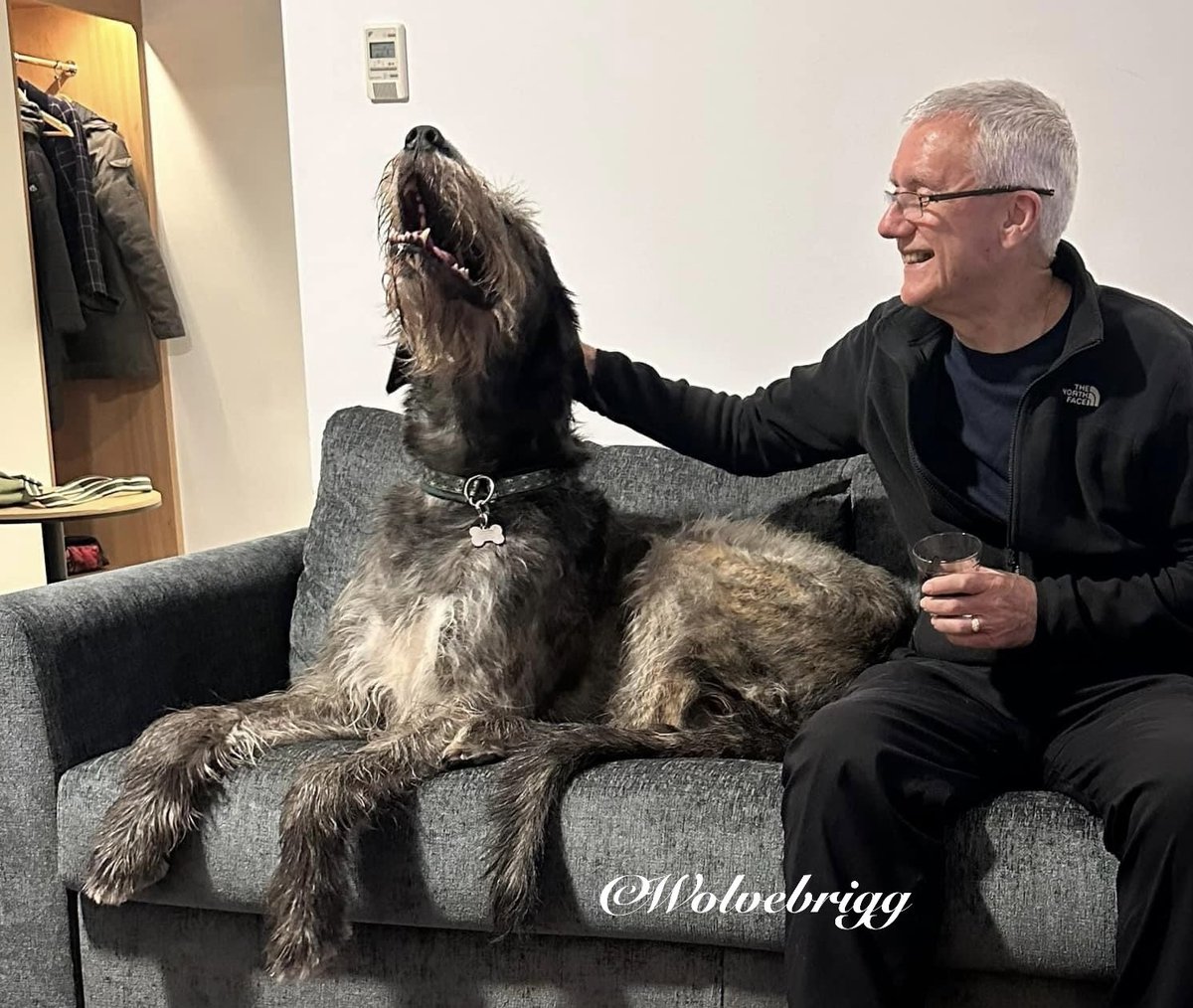 Think Domhnall enjoyed his first time in a hotel!🐺❤️ #IrishWolfhound #dogs #DogsofTwitter #DogsofX