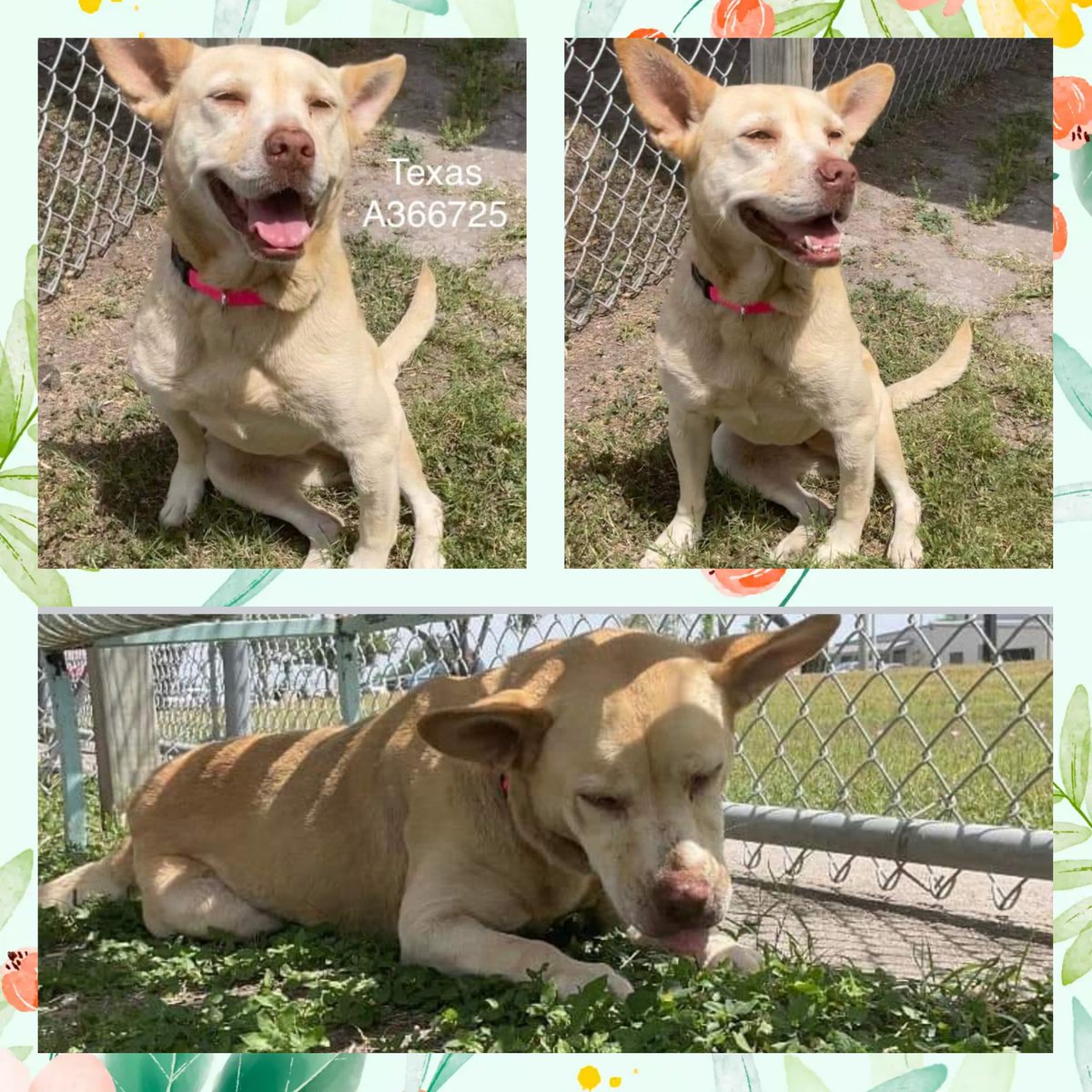 🆘️TEXAS #A366725 beautiful #CarolinaDogMix 4 yo, already spayed, HW+💔 so needs 💊💰 This sweet 🐕is happiest when left alone but her spirit is strong!#CorpusChristi #TX doesn't like strays, so pup 💉☠️ if not tagged by 12p 4/29 One day b/f #NationalAdoptAShelterPetDay…