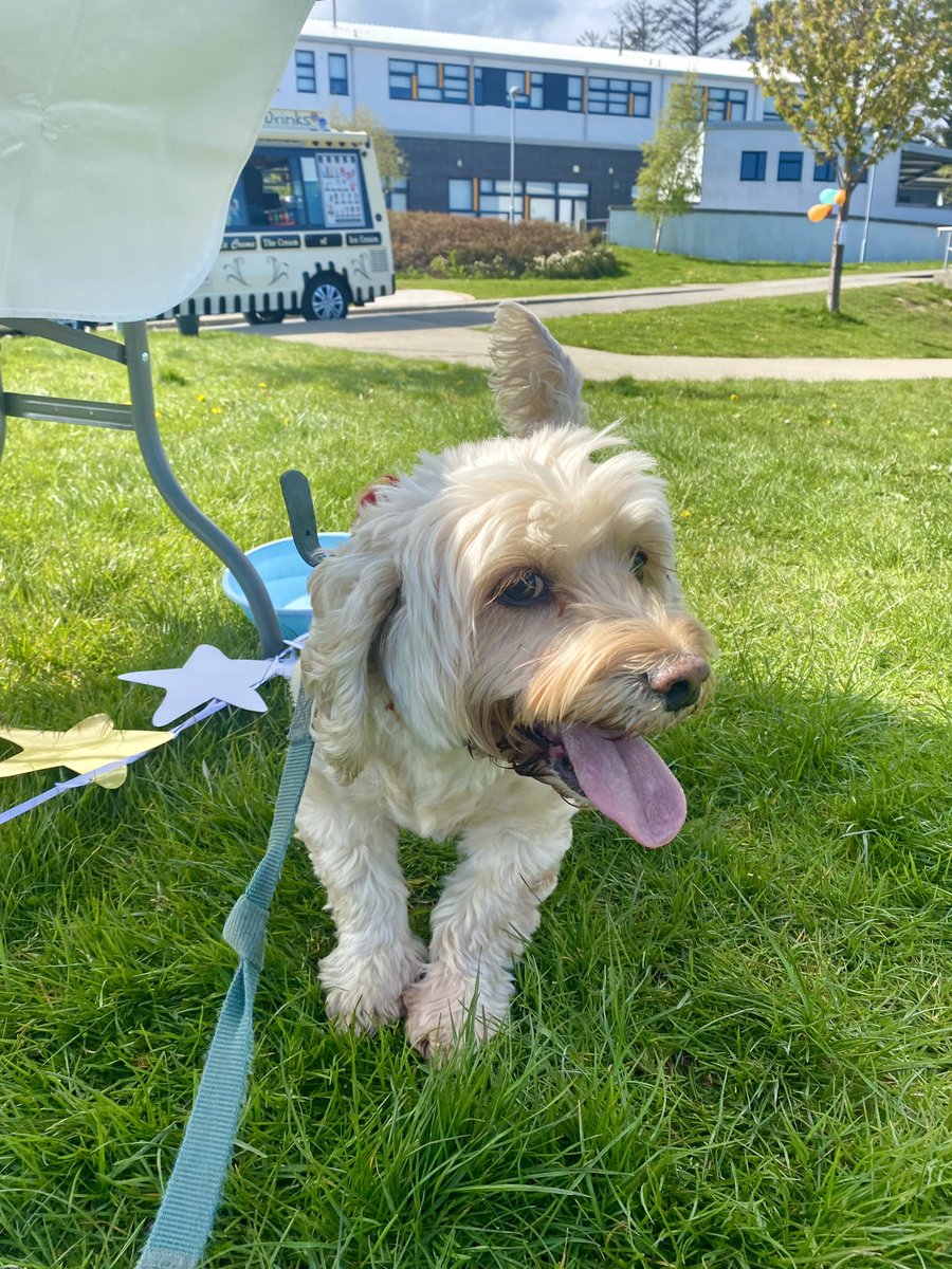 susankyne's tweet photo. Such a wholesome event for @irishguidedogs - Evie came home empty pawed but still wagging her tail🐾🐶 #irishguidedogs @templecarrigGS https://t.co/fZy3XdNs9S