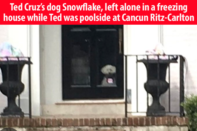 Kristi Noem executed her dog in a gravel pit. Ted Cruz abandoned his dog in an empty house with no power when he fled to Cancun. Mike Huckabee's son tortured a dog. Donald Trump hates dogs. So don't be surprised when these people act like sociopaths. #PuppyKiller