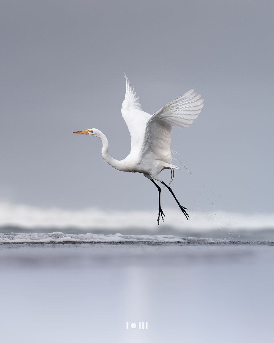 Learn how your gear works! Make your own creative choices. This shot is a Sony 135 f1.8 lens which I absolutely love ❤️

Would I listen to 'influencers' I wouldn't be 'allowed' to use it for wildlife/birding. Many would say it is a portrait only lens.

Yes it is a prime, Yes I