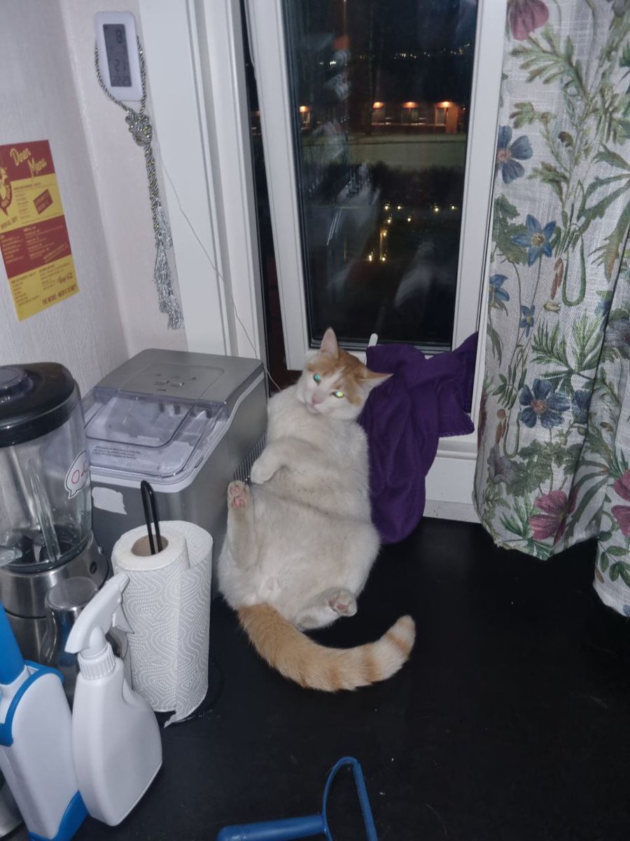 Egylon's tweet photo. Caught our cat in the kitchen at night like this

I have questions https://t.co/tTiG8iZYkm