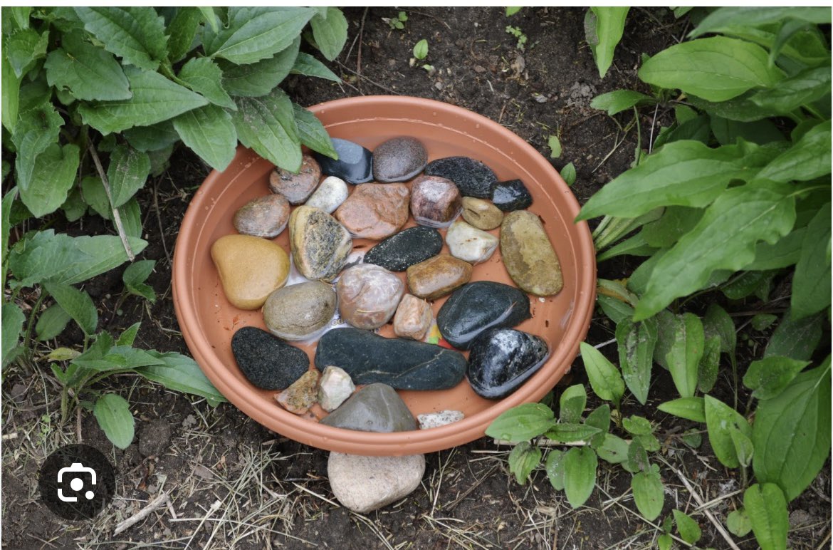 #ProudBlue #DemVoice1 #BlueEarth Have you ever thought about creating a bee bath? Bees work up a thirst foraging and collecting nectar. You can make a bee bath by filling a shallow bird bath or a bowl with clean water, and arranging pebbles and stones inside so that they break…