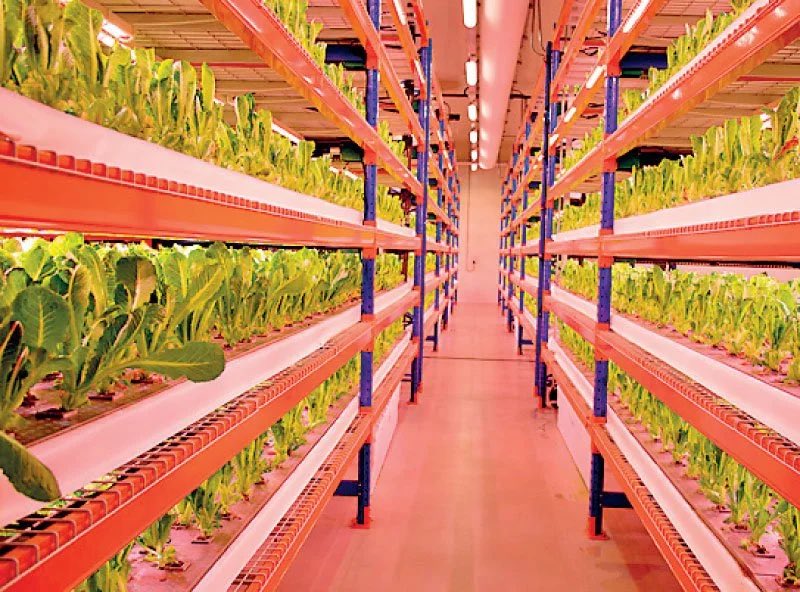 The world’s largest vertical farm, Bustanica, is located in Dubai, United Arab Emirates. 

Developed by Emirates Crop One, it spans an impressive 330,000 square feet. 

This massive facility is not only a feat of engineering but also an agricultural powerhouse, producing over…