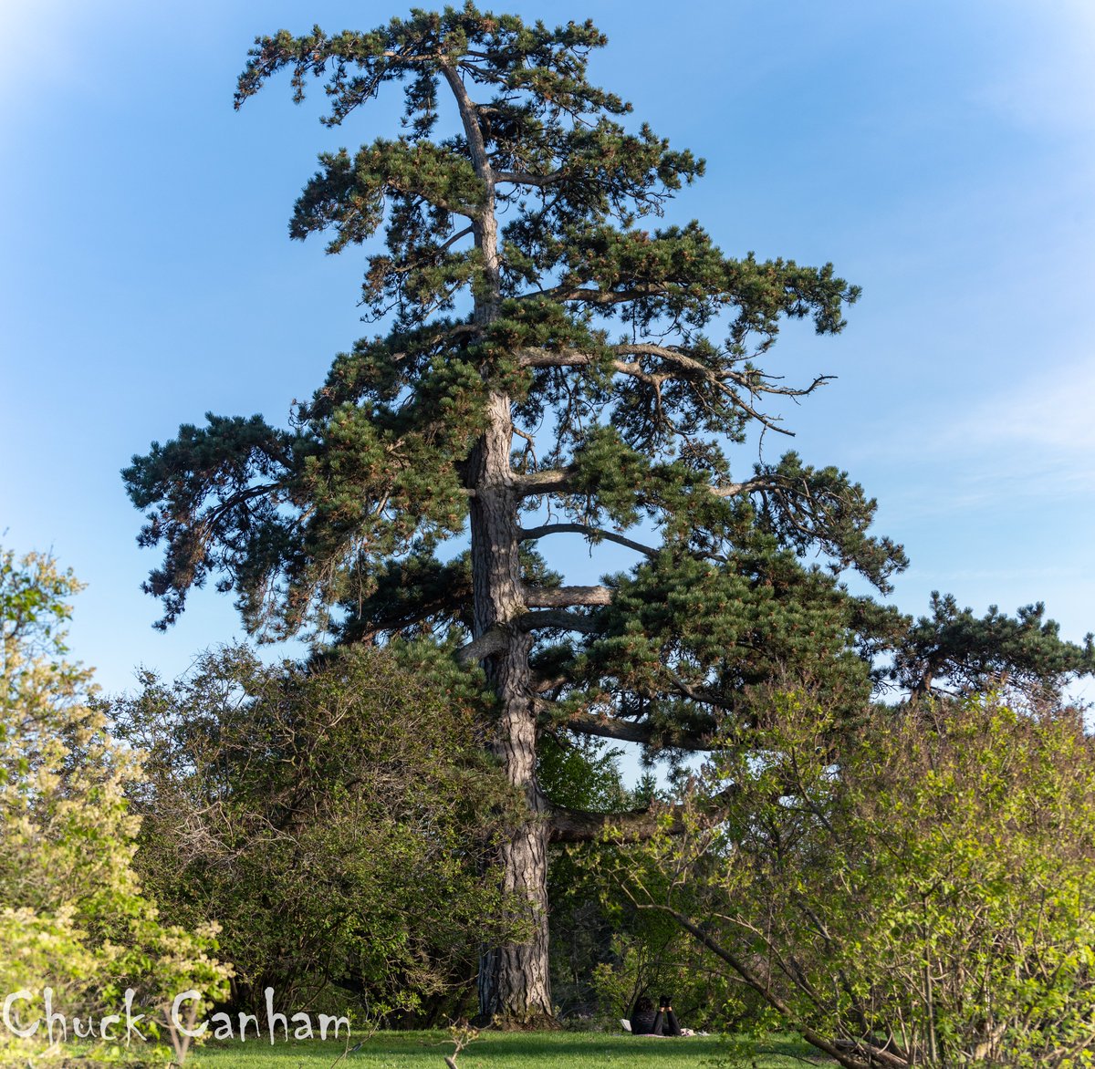 #gianttree #pine #highlandpark #RochesterNY