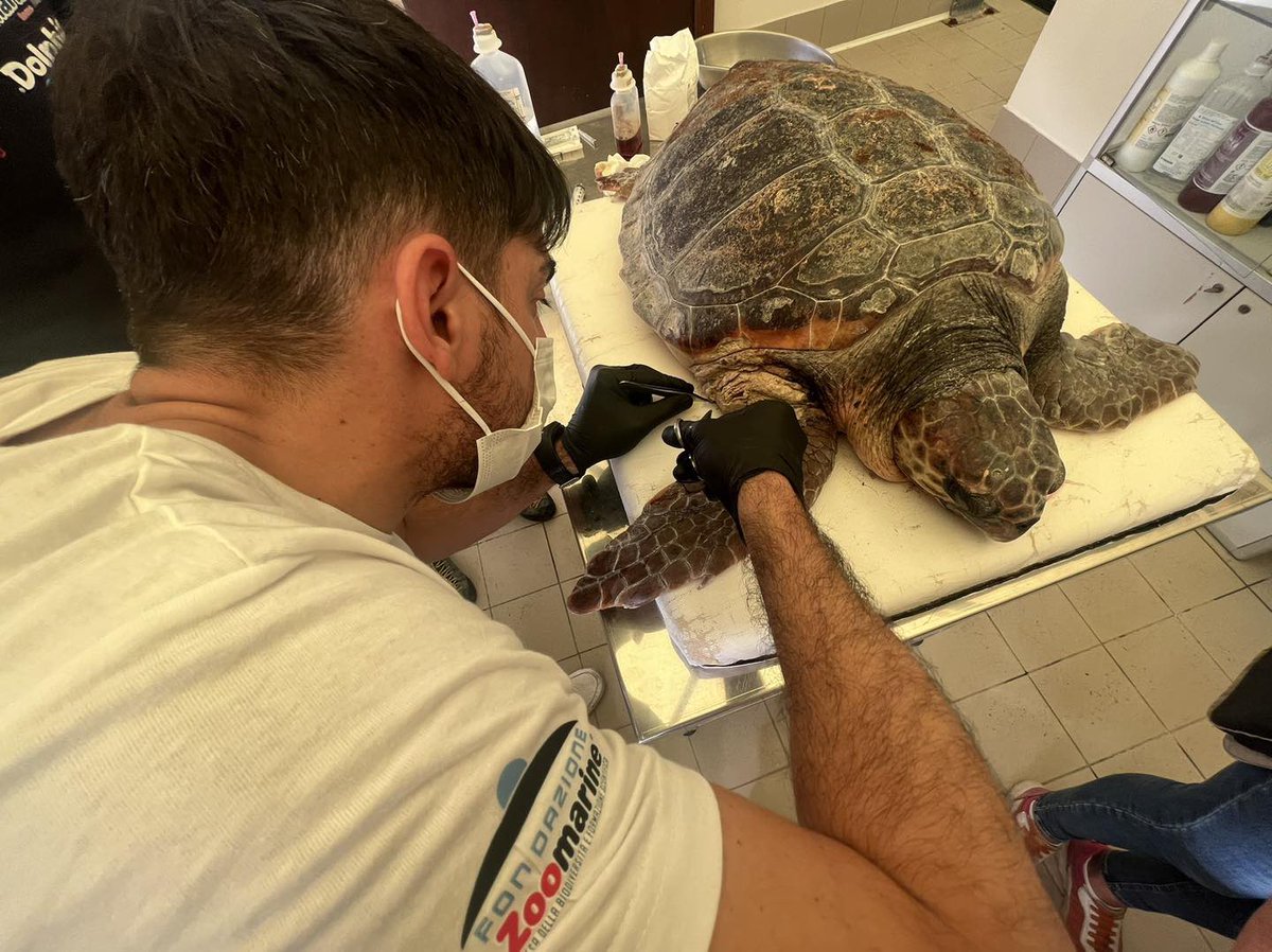 TheDolphinCo_'s tweet photo. En The Dolphin Company, nuestros Médicos Veterinarios desempeñan un papel fundamental en el cuidado de nuestros Mamíferos Marinos. No solo velan por su salud y bienestar, sino que también trabajan en la prevención de enfermedades. ¡Gracias por su amor y dedicación hacia estos asombrosos animales! 
-
At The Dolphin Company, our Veterinarians play a vital role in caring for our marine mammals. They look after their health and well-being and work on disease prevention. Thank you for your love and dedication to these amazing animals!

#OrgullosamenteTheDolphinCompany 
#ProudlyTheDolphinCompany