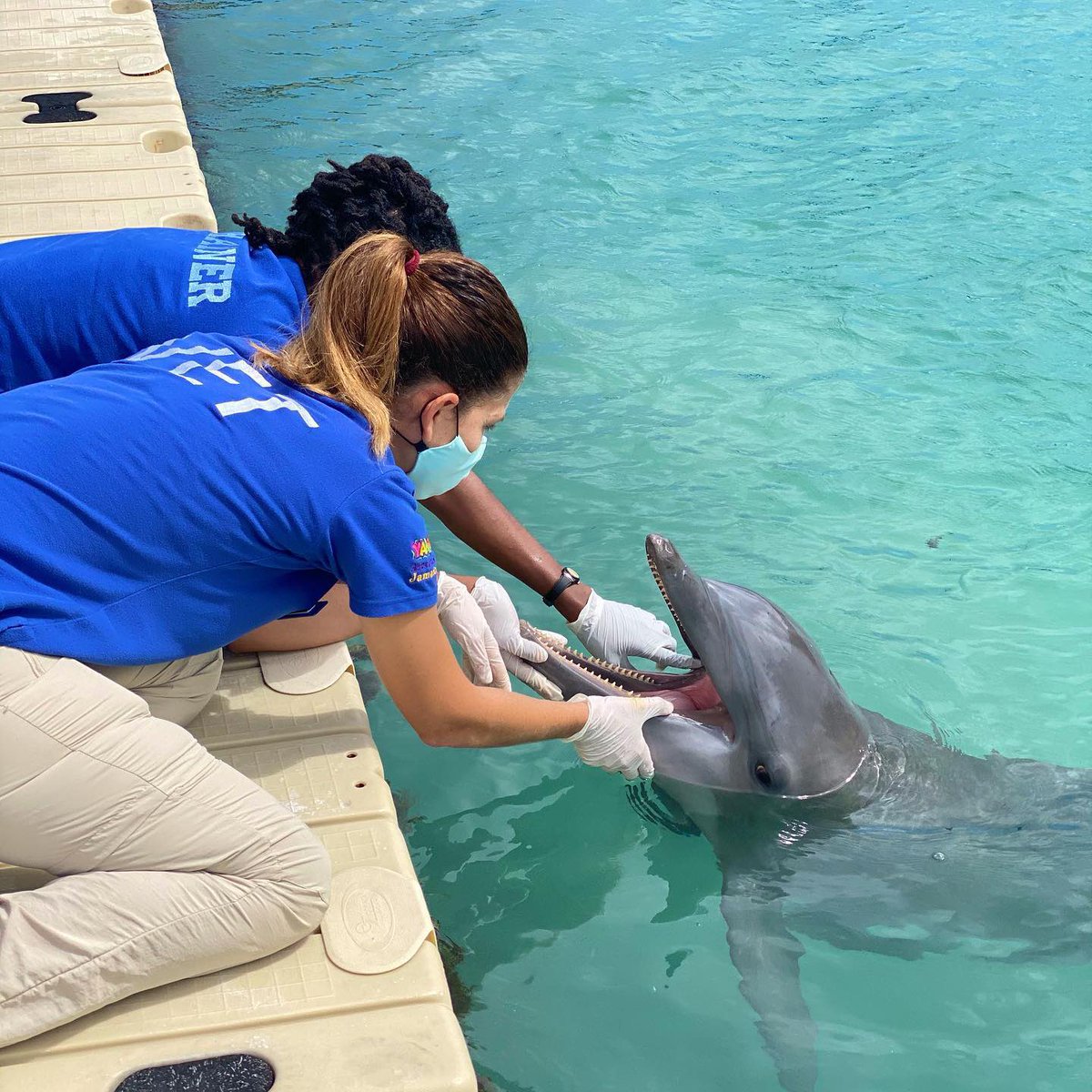 TheDolphinCo_'s tweet photo. En The Dolphin Company, nuestros Médicos Veterinarios desempeñan un papel fundamental en el cuidado de nuestros Mamíferos Marinos. No solo velan por su salud y bienestar, sino que también trabajan en la prevención de enfermedades. ¡Gracias por su amor y dedicación hacia estos asombrosos animales! 
-
At The Dolphin Company, our Veterinarians play a vital role in caring for our marine mammals. They look after their health and well-being and work on disease prevention. Thank you for your love and dedication to these amazing animals!

#OrgullosamenteTheDolphinCompany 
#ProudlyTheDolphinCompany