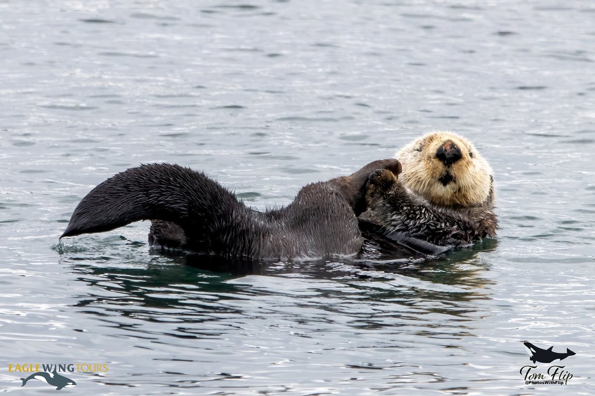 This is for all you Ollie fans! We found him at Race Rocks grooming his thick fur and looking adorable as usual!
#Wild4Whales #ExploreBC #OllieTheOtter #SeaOtter