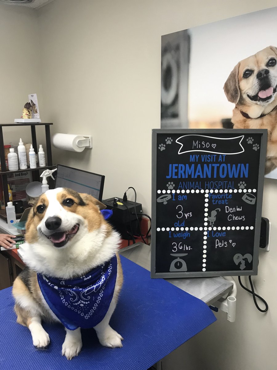 🐶❤️Strike a pose, it's Miso in the most stylish bandana! 🐾📸 #PuppyFashionGoals #JermantownAnimalHospital #Fairfax #Veterinarian #AnimalHospital #PetDentalCare #PetBoarding #BehavioralMedicineForDogs #PetVaccinations #FearFreeVet