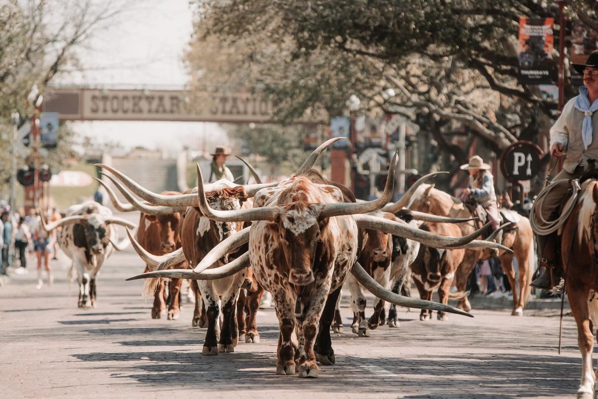 Planning your weekend in Fort Worth? Check out the world's only twice daily cattle drive. The Cattle Drive occurs at 11:30 AM and 4 PM on East Exchange Avenue in the Fort Worth Stockyards. ⁠ 📸: @shelbymonio_photography⁠ 📍: @fortworthherd