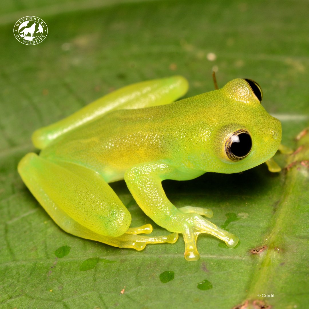 Its #SavetheFrogsDay! DYK: More than half of #GlassFrog species are now threatened with extinction due to factors like climate change, habitat loss, chytrid fungus & the international pet trade? Hop to it & learn more on how to save frogs with us! dfnd.us/2zSFUUg