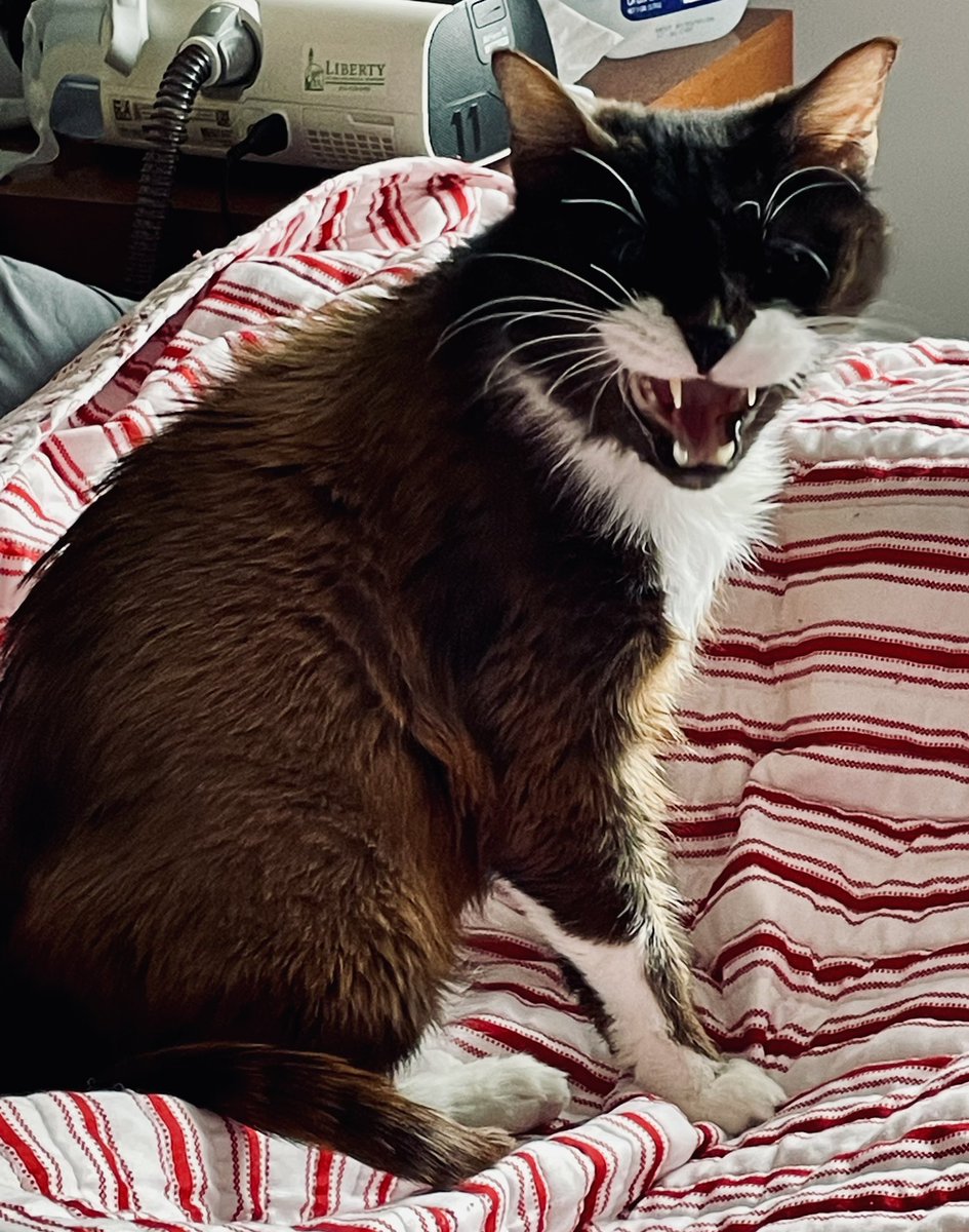 meetcharliechap's tweet photo. Somebody didn’t want to get out of bed today! Big YAWN! That’s me!! come snuggle more mommy #charlichaptwc #kitty #catsofinstagram #cats #cat #beautiful #caturday #ilovemycat #catlover #catloversclub #catoftheday #saturday #saturdaysnuggles #blackcatsofinstagram #CatsOnTwitter https://t.co/sMHqomRaIU