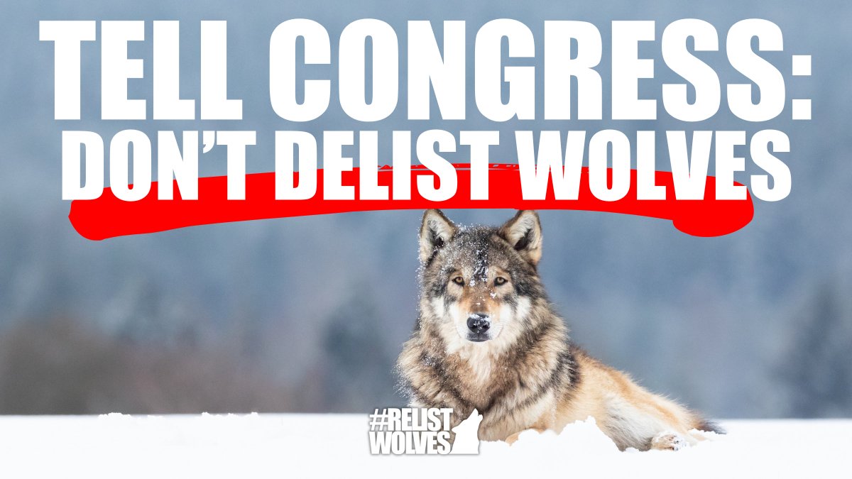 Next week, the House is expected to vote on a bill that would see the Gray Wolf permanently delisted in the 44 states where they currently have federal protections.

Take action to contact your legislators today at RelistWolves.org!