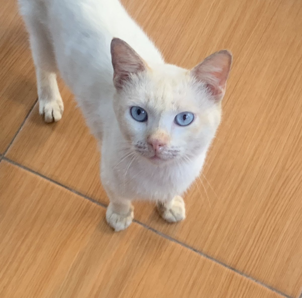 Hafidzah tweet media