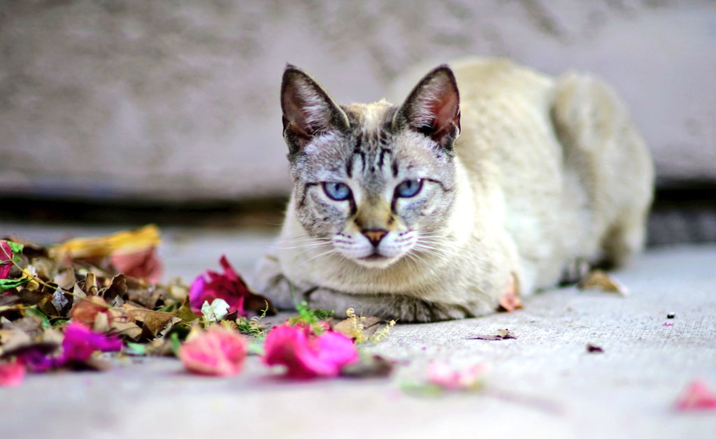 TheRealThelmaJohnson tweet media