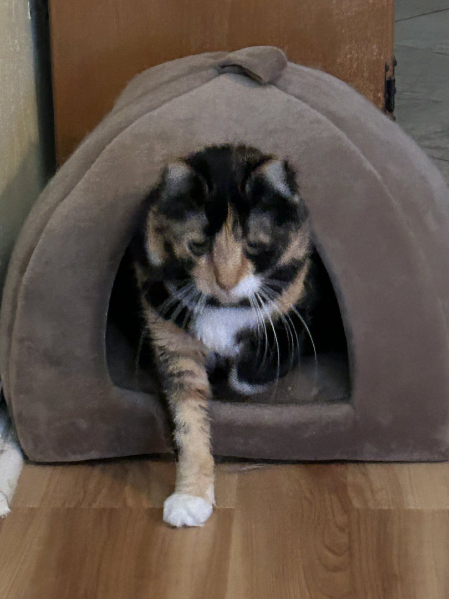 It’s windy and noisy because there are storms coming, so I’ve been hiding in my house. But dad has treats, so I’m coming out for a snack and reassurance.