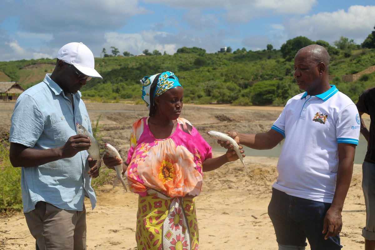 KilifiCountyGov's tweet photo. Mr. Herbert Tawa Mwachiro, the Chief Officer for Blue Economy, Mr. Patrick Kiara, the National Project Coordinator for KEMFSED, and Mr. Collins Ndoro, the KEMFSED Component 2 Lead, paid a visit to the group to witness this inaugural harvest. https://t.co/gnoUXwNeLy