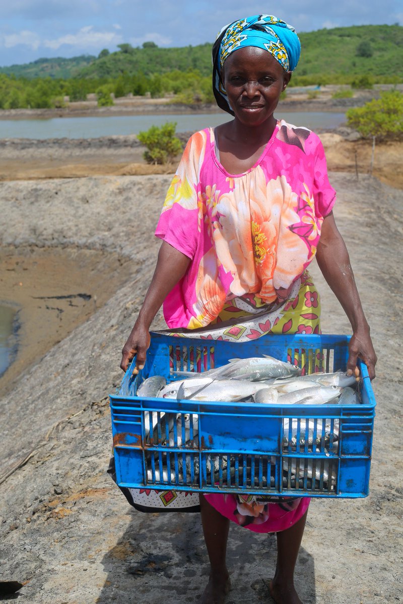 Mr. Herbert Tawa Mwachiro, the Chief Officer for Blue Economy, Mr. Patrick Kiara, the National Project Coordinator for KEMFSED, and Mr. Collins Ndoro, the KEMFSED Component 2 Lead, paid a visit to the group to witness this inaugural harvest.