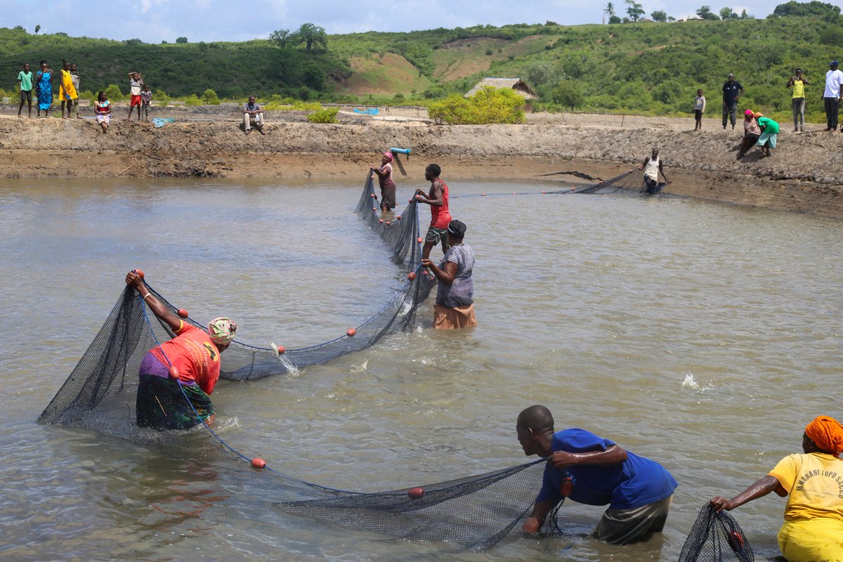 KilifiCountyGov's tweet photo. These ponds, which were financed through the KEMFSED grant, will serve as a means for all 24 members of the Ihaleni Kaluluni Self Help Group to generate income and improve their overall quality of life. https://t.co/4ZNBET2xWn