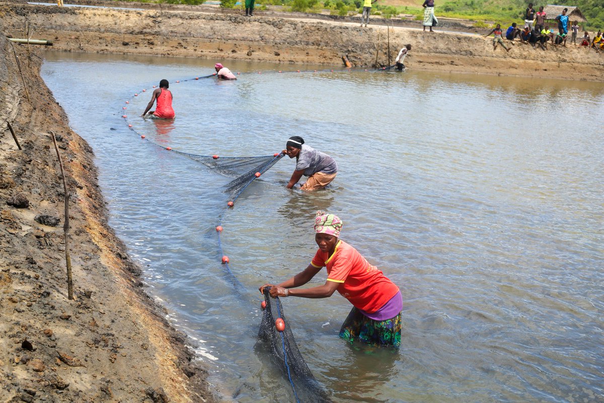 KilifiCountyGov's tweet photo. These ponds, which were financed through the KEMFSED grant, will serve as a means for all 24 members of the Ihaleni Kaluluni Self Help Group to generate income and improve their overall quality of life. https://t.co/4ZNBET2xWn