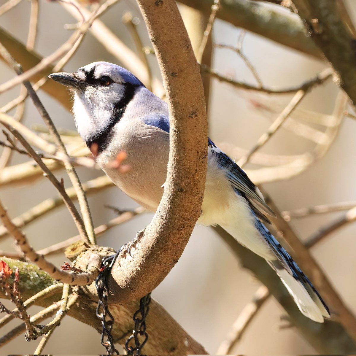 Our blue jays will always make an appearance when peanuts are on the menu! #bluejaybird #bluejays #bluejay #bluejayvisit #bluejayvisitor #bluejayvisitors #peanutlover #peanutlovers #peanuts #peanut #ohiobirdworld #ohiobirdlovers #birdlovers #birdwatching #birdwatchers #birdlife