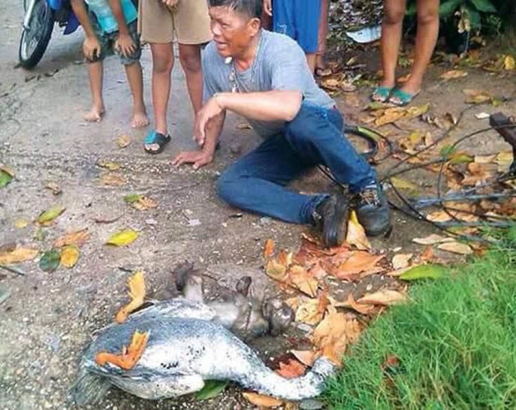 Este hombre es el dueño del pato y el mono de la foto, que desde que nacieron se hicieron buenos amigos. El mono estaba jugando cuando entró en contacto con un cable electrico, y el pato acudió al escuchar los gritos del mono, electrocutándose también. El dueño compartió la