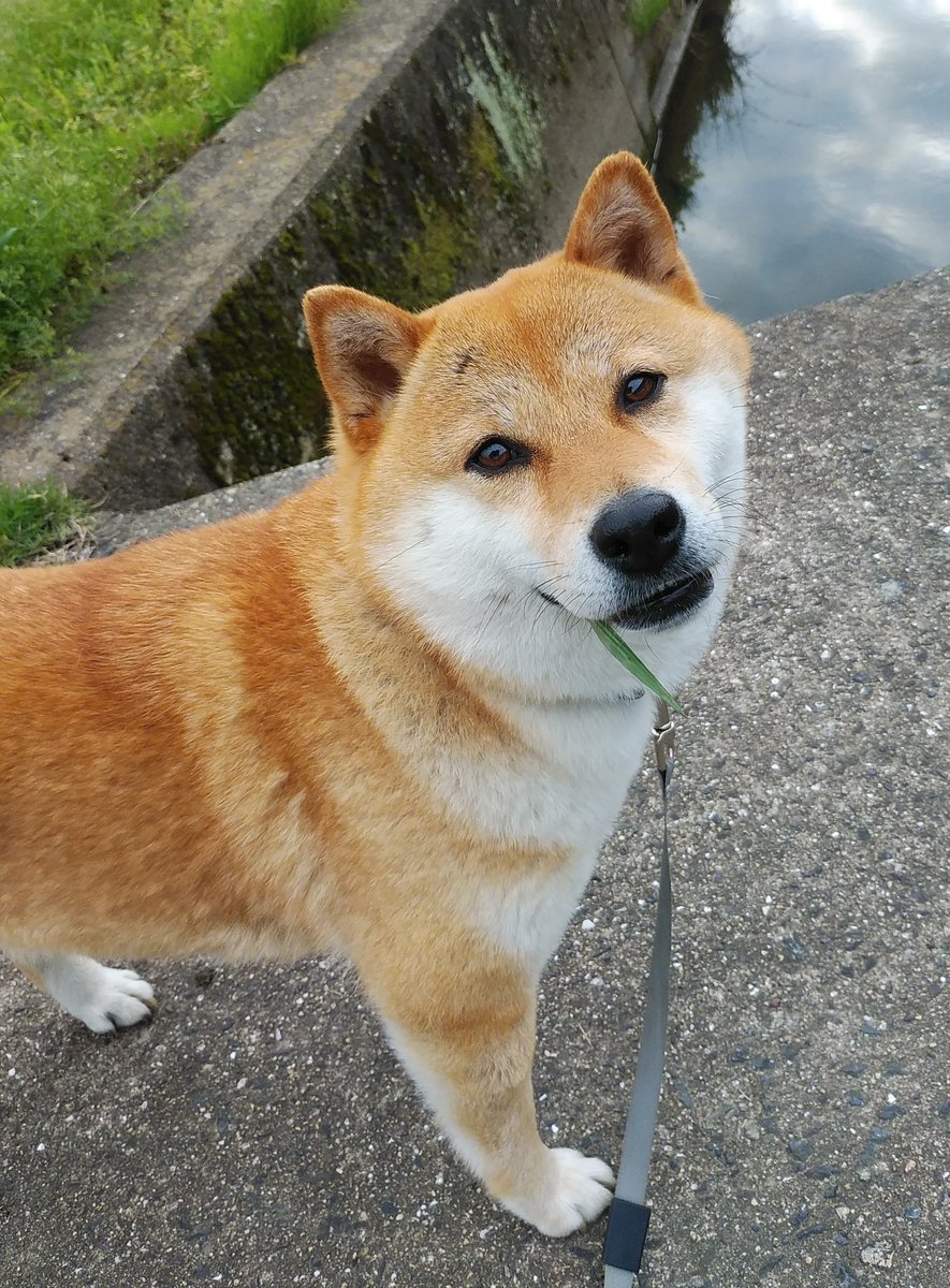 ドカベンに出てくる
男岩鬼のモノマネしてた蘭姫号