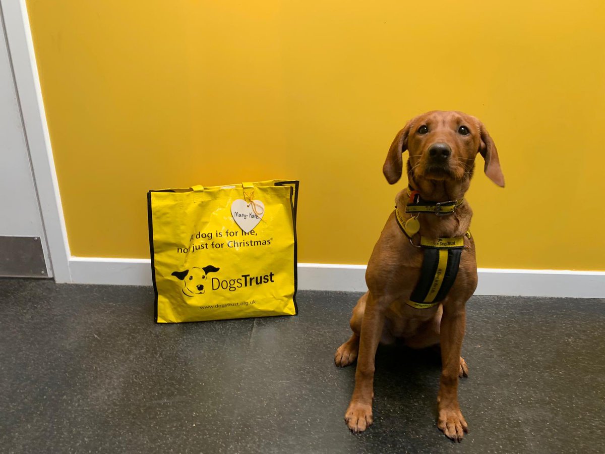 Sweet Mary-Kate was the first lucky pup of the weekend to pack up her big yellow bag 💼 wave goodbye to her foster carers 👋🏻 and head off to her furever home 🥰🐾 #BigYellowBagDay #AdoptDontShop #ADogIsForLife @dogstrust