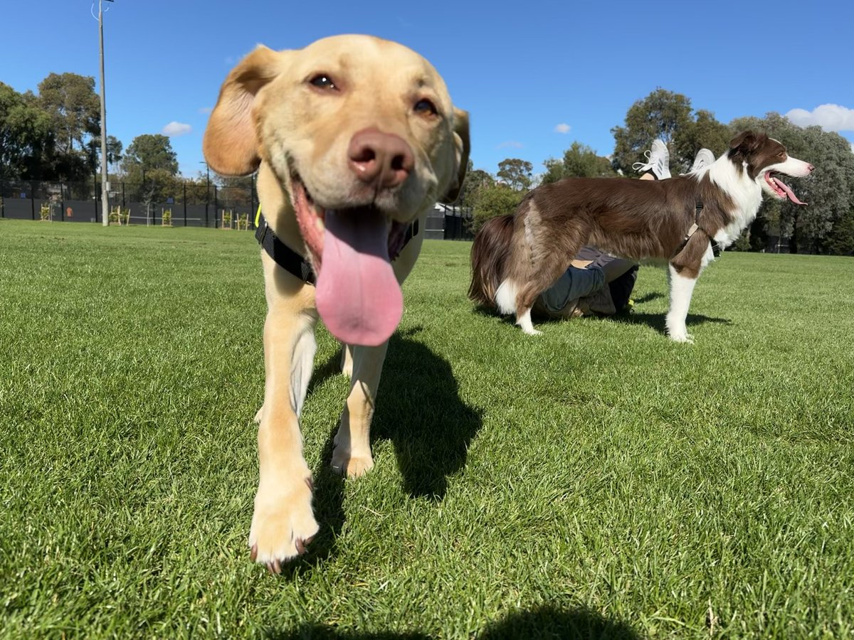 Rockmelon7's tweet photo. Saturday happy face!

#labrador #BorderCollie #dogoftwitter https://t.co/DIe2o31txz