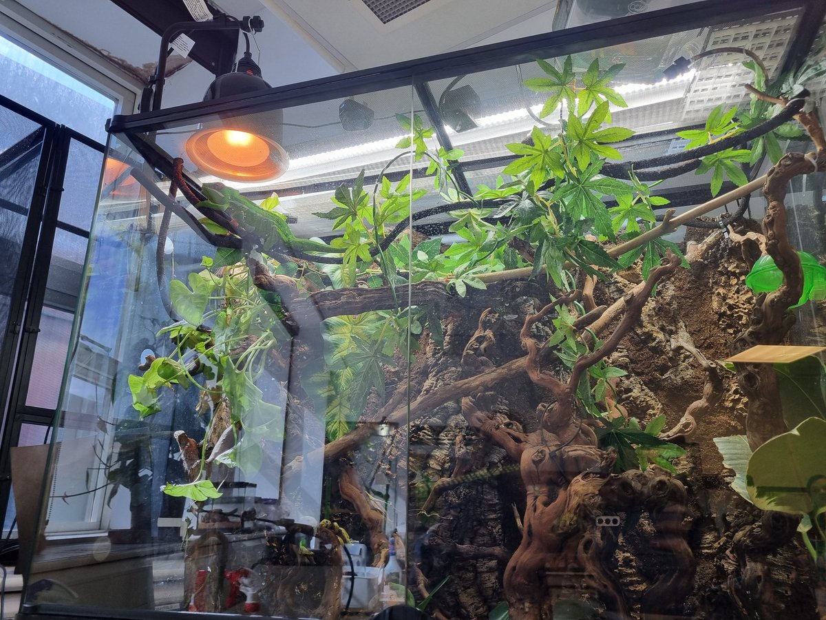 Dr Vikki Cheung tweet media