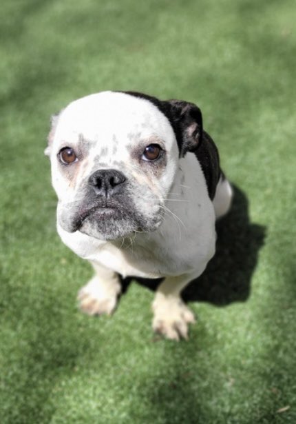 These Bulldog mixes - Madeline, Harold, and Persimmon arrived @ The Cuyahoga Animal Shelter this week. Come see them @CuyahogaDogs 9500 Sweet Valley Rd in Valley View or visit us on line 24petconnect.com/PP5047 and consider adopting a companion for life into your family 🐶 🐶 🐶