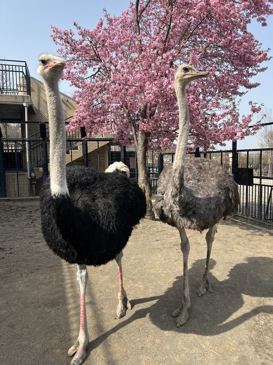 本日のダチョウと桜🌸

#旭山動物園　#asahiyamazoo
#ダチョウ　#ostrich   #担当者撮影