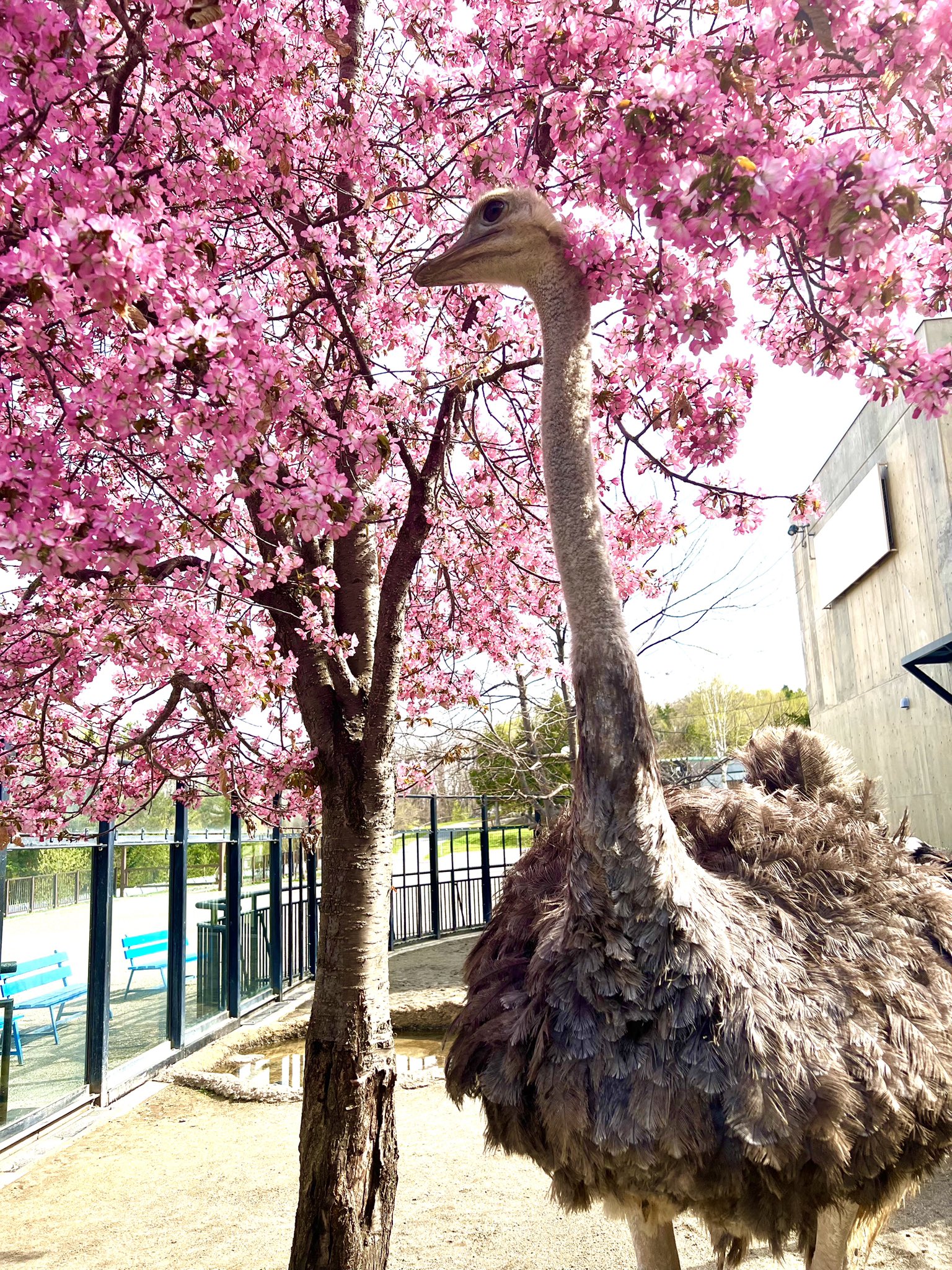 旭川市旭山動物園［公式］ on X: 