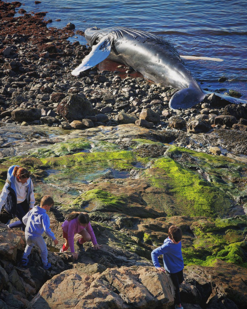 Sad days with a washed-up #humpbackwhale on our shore #boston #marblehead 
@BostonDotCom @BostonGlobe  ©️Tanya Braganti