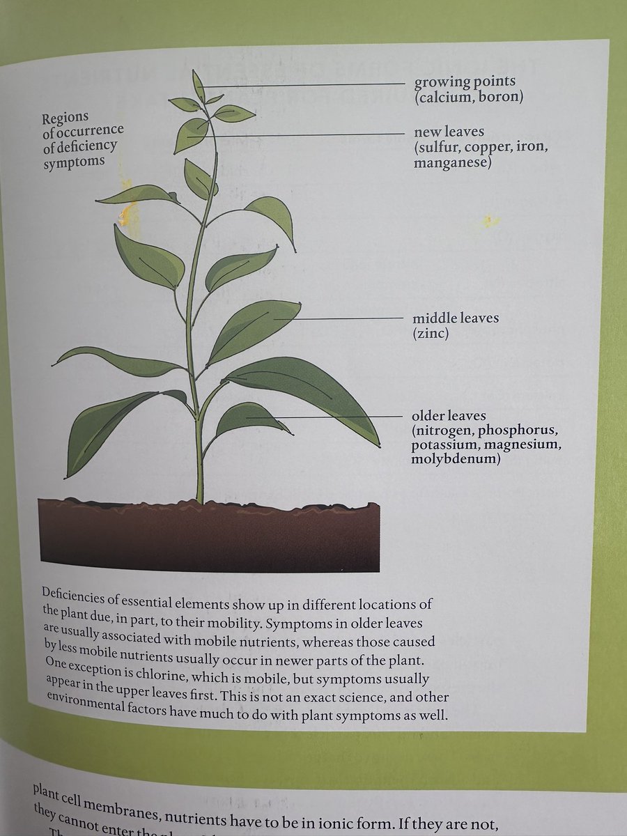 “Deficiencies of these immobile elements appear first in the youngest parts of the plant, the terminal buds and roots. Zinc deficiencies show up in the middle-aged leaves and deficiencies of chlorine, though mobile, appear in the top leaves. The mobility of boron is dependent on…