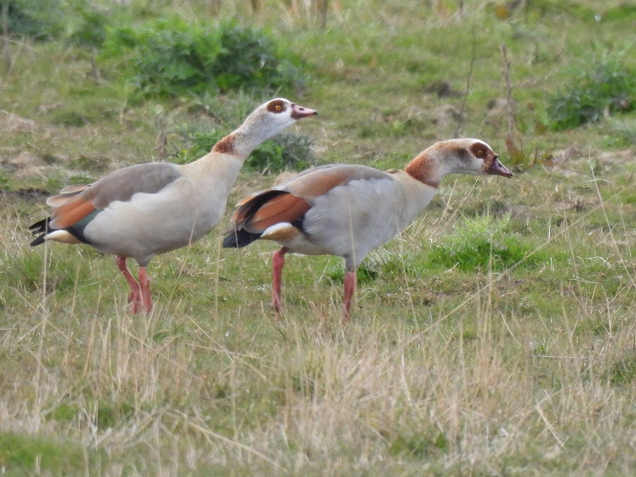 Egyptian Goose and White-fronted Goose -am- west pond @RSPBSaltholme Little Egret wK y4 was on Back Saltholme - ringed locally 2016. Another three Egyptian Geese were on Cowpen Marsh. @teesbirds1