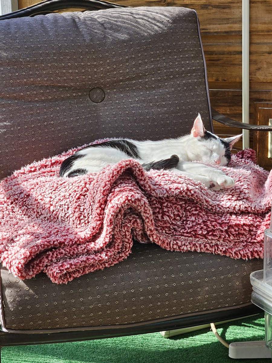 I finally got to go in my catio yesterday! Meowmy put a bed + one of my blankies on the chair, so I made biscuits! Then took a cozy nap in the sunshine 🌞! Hope mew have a purrfect #Caturday! #cowcat #CatsOfTwitterX #AdoptDontShop #StaySafeFurrends