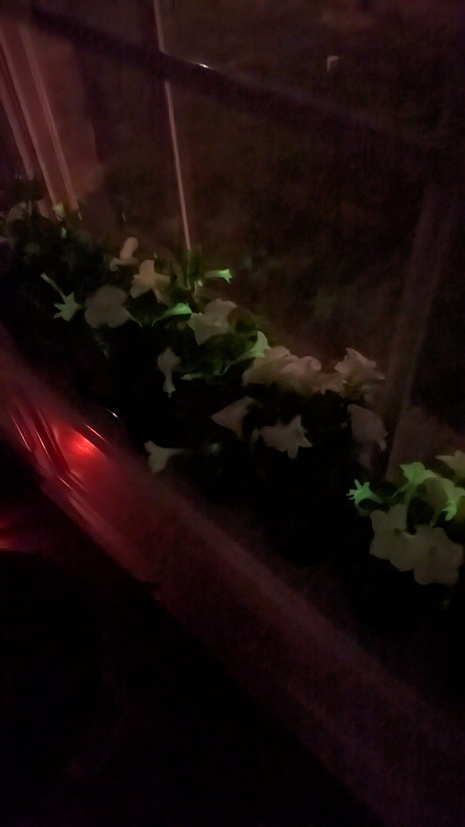 SeanLocklin's tweet photo. They're actually glowing! Nice job @light_bio https://t.co/62D3gEF7ZU