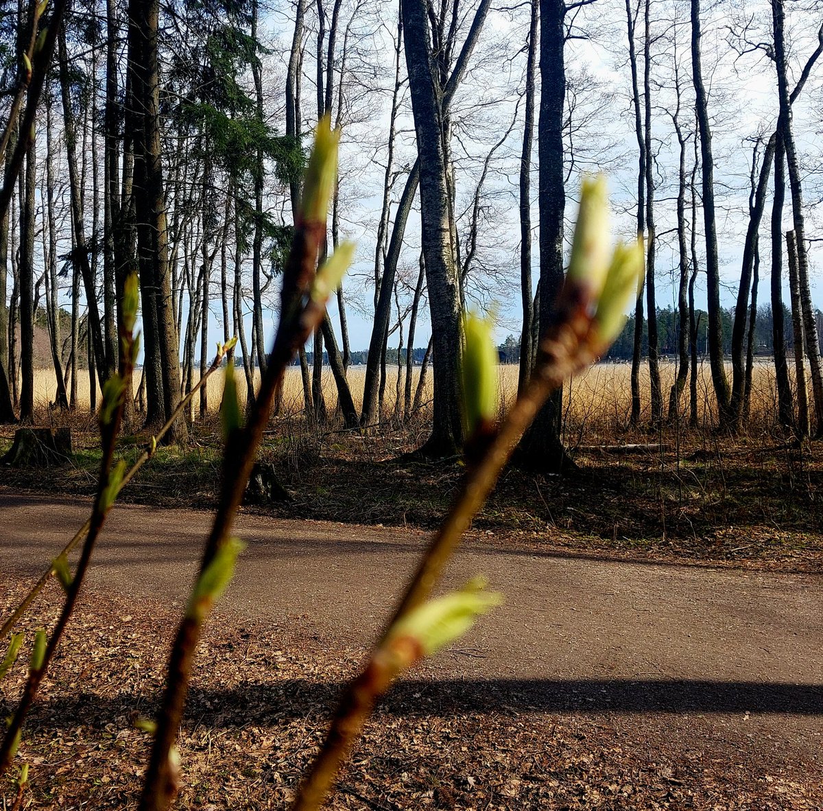 Se tulee sittenkin? Kevät 💚

#espoo #hyljelahti