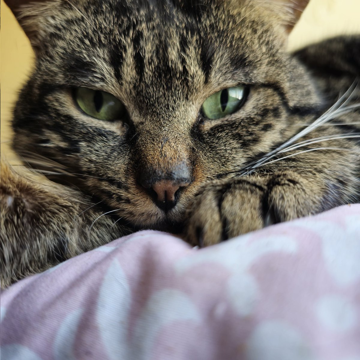 猫ちゃんの画像