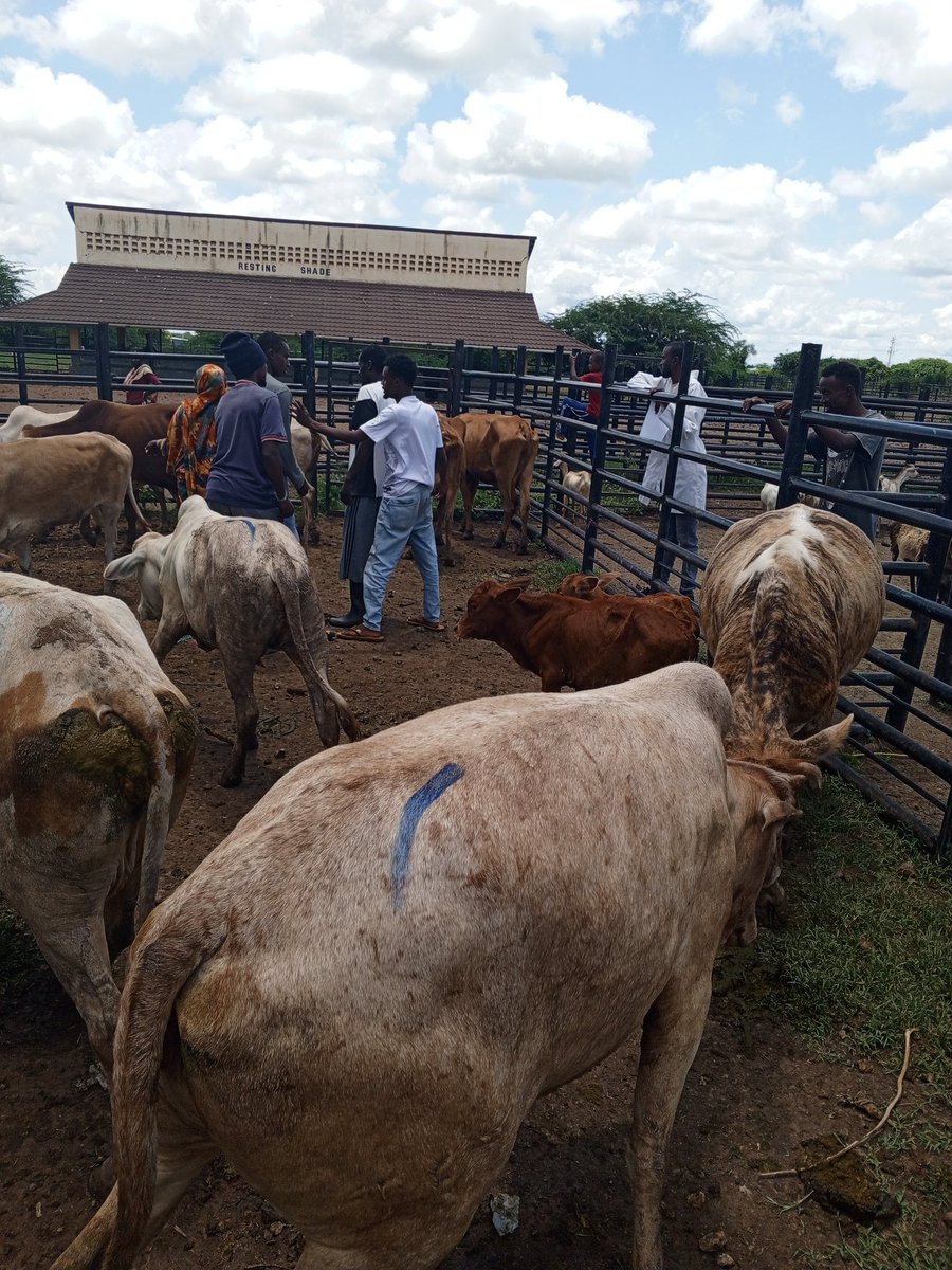 Commemorated the World Veterinary day at Isiolo.
We vaccinated and dewormed a number of animals.
#happyworldveterinaryday