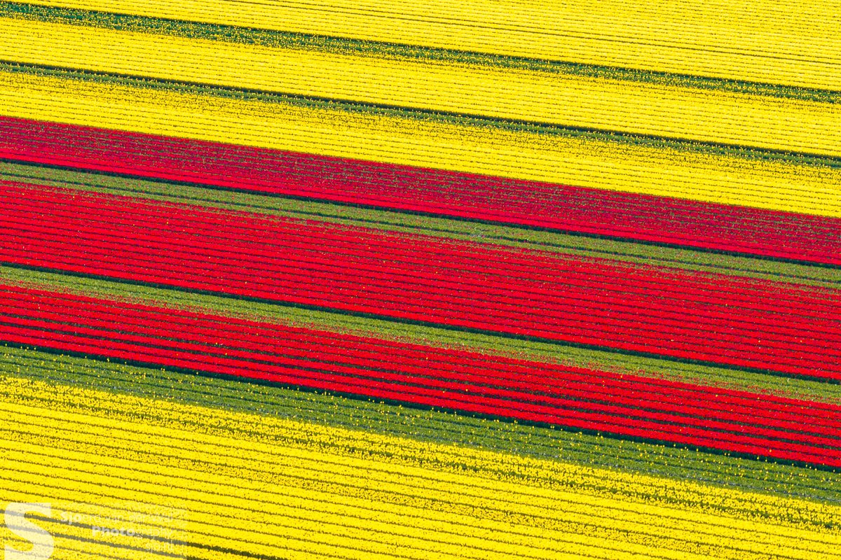 Eindeloze rijen tulpen in rood en geel.