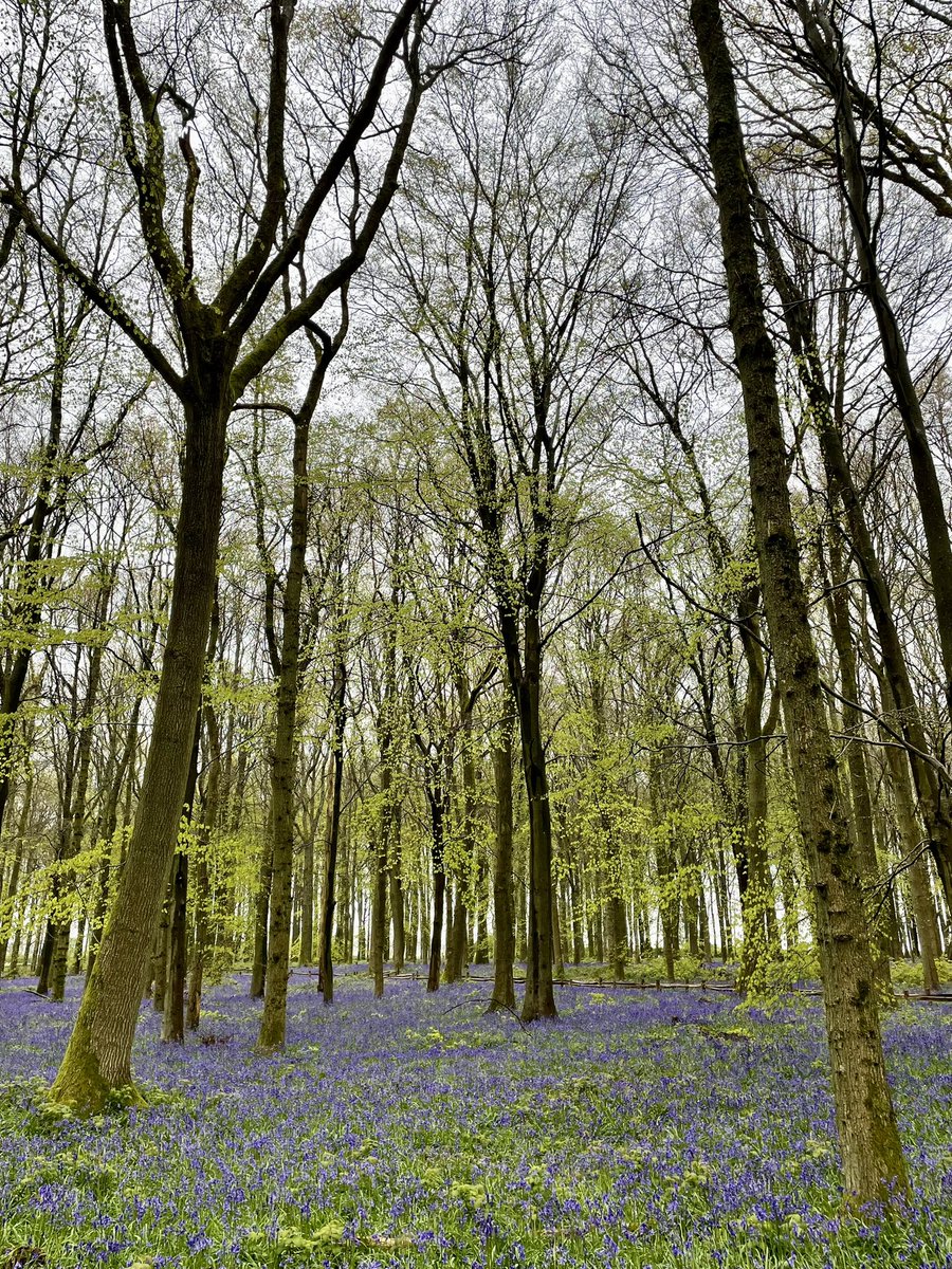 A very wet & muddy walk around the bluebells @nationaltrust #Ashridge