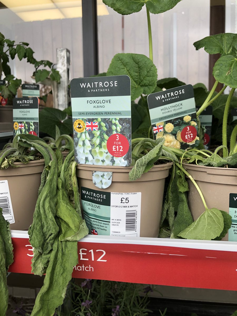 ⁦Today @waitrose⁩ #Sunningdale please look after your plants #water