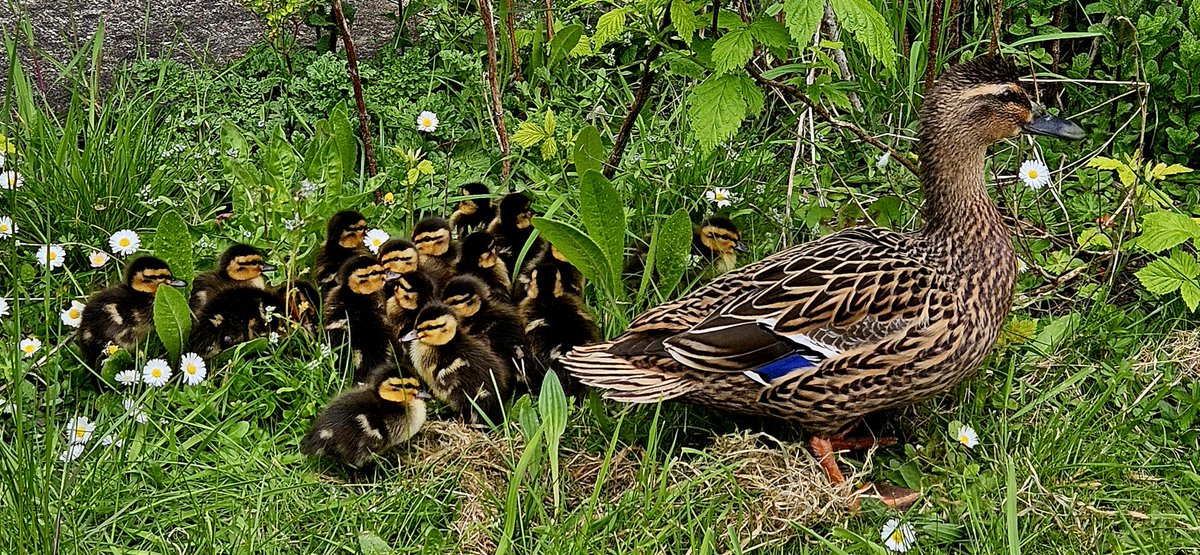 NottsHcLSCF's tweet photo. Seacole Ward at the Wells Road Centre had some unexpected visitors yesterday, a Mother duck and 16 ducklings! 🥰 Thanks to Linjoy Wildlife Sanctuary for attending and helping to relocate the family to somewhere they can live happily 🩷 https://t.co/ct1WmoHkFp