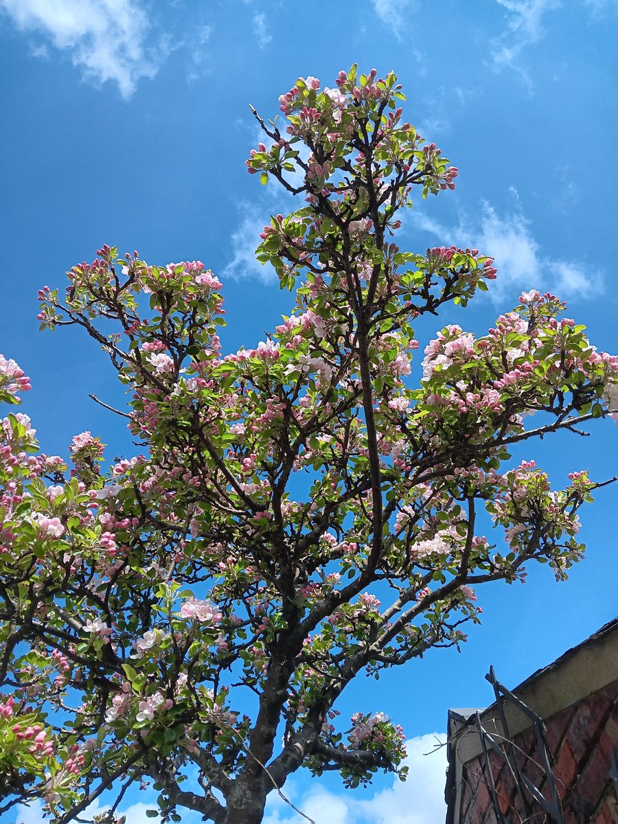 when my eldest son was very small he planted an apple pip. this is his tree now. he's 45. cannot beat blossom against a blue sky.
