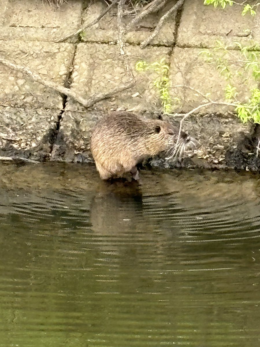 ヌートリアをよく見る季節になりました。

害獣だけど、こいつらは悪くない。

#五三川
#ヌートリア