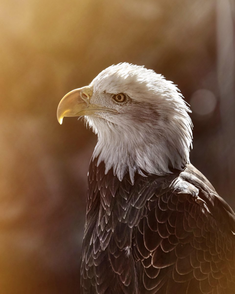 testeracity's tweet photo. Murica! https://t.co/BUWrMi9VV5