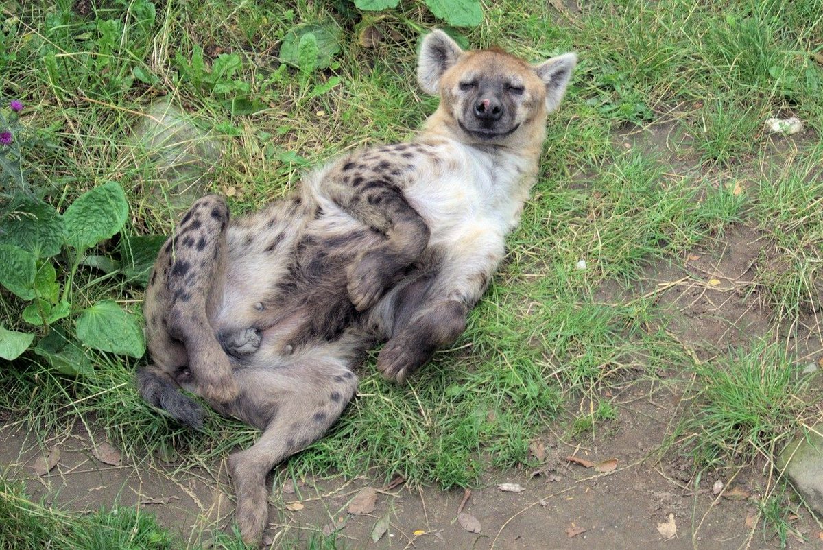 HourlyYeen tweet media